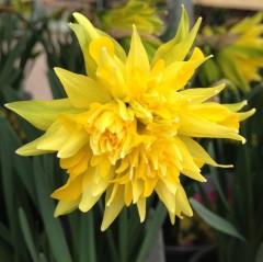 Narcissus (Daffodil) - Dwarf, 'Rip Van Winkle'.  Loose Per 10 Bulbs.